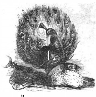 II. 16