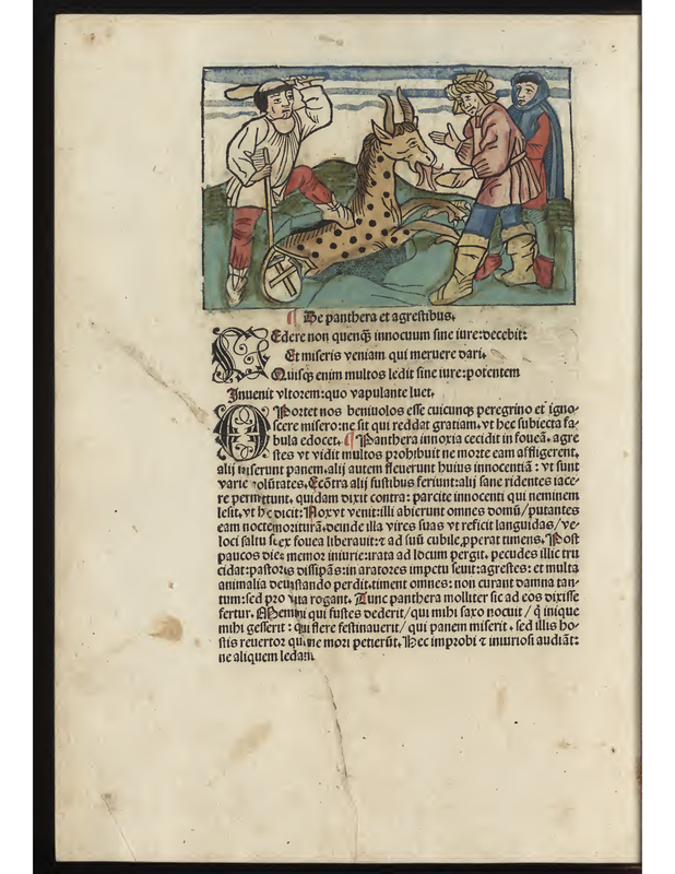 Le panthera et agreftibus