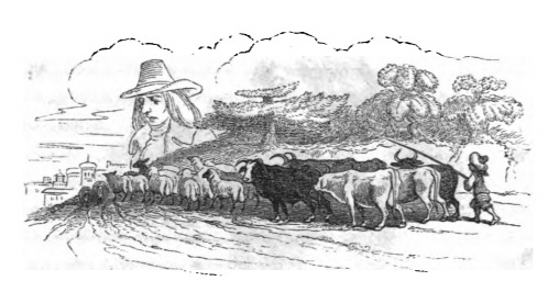 [Flock of cattle overlooked by Gulliver]