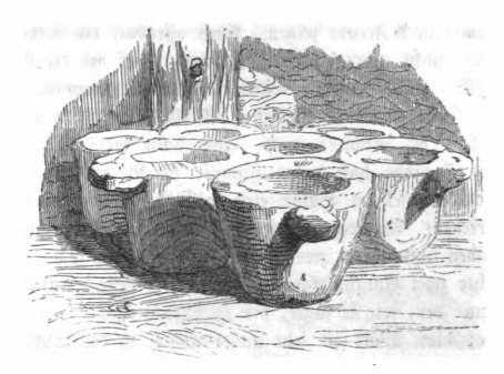 [cups used by Houyhnhnms]