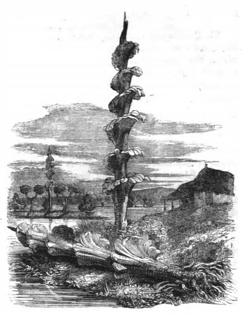 [a plant from the Country of the Houyhnhnms]