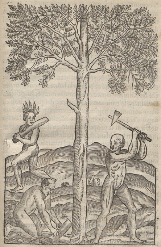 [Indigenous Brazilian men chop down a tree]