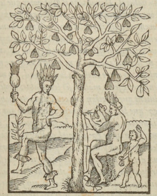 [Indigenous Brazilians harvest fruit or nuts for leg rattles]