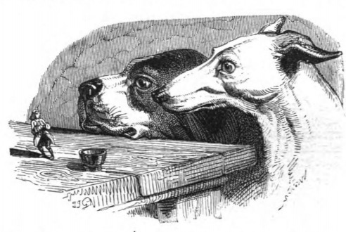[The giant family’s dogs examine Gulliver]