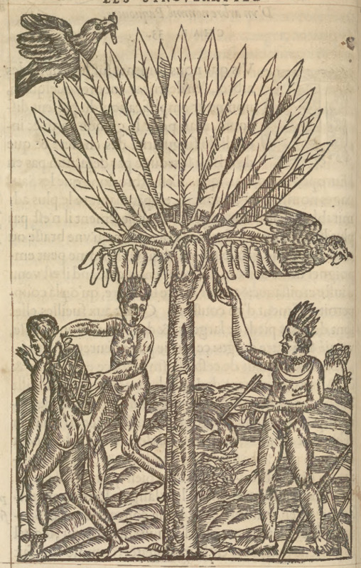 [Indigenous Brazilians pick bananas from a tree]
