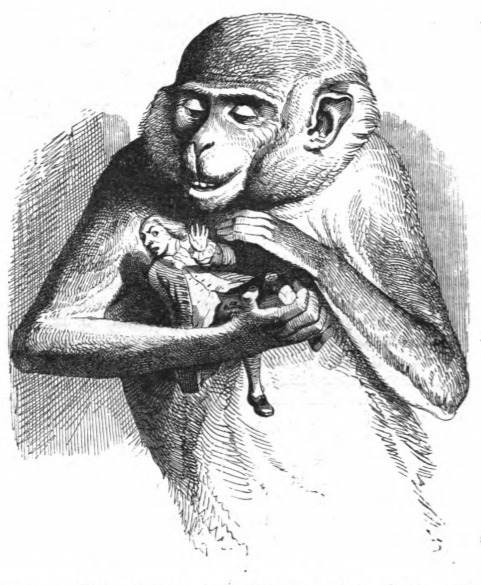 [Gulliver is caught by a monkey on Brobdingnag]