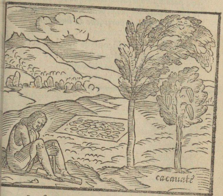 Albero, che produce il cacauate, & come gl’Indiani di due legni cauano fuoco.