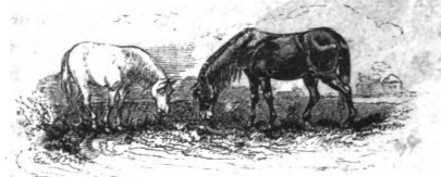 [two horses grazing]