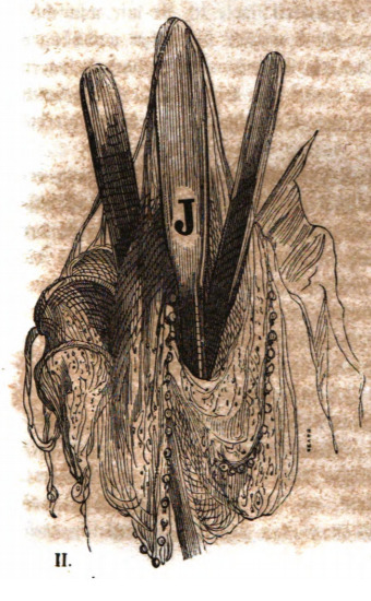 II. 37.