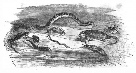 [Several types of reptiles]