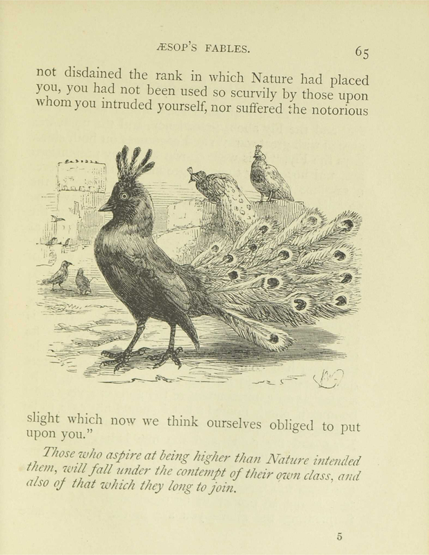 The Jackdaw and Peacocks