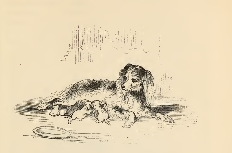 [A Lap Dog and her Whelp]