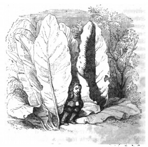 [Gulliver sits among large leaves on Brobdingnag]