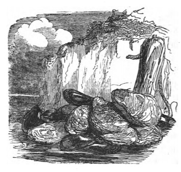 [Shellfish on New Holland]