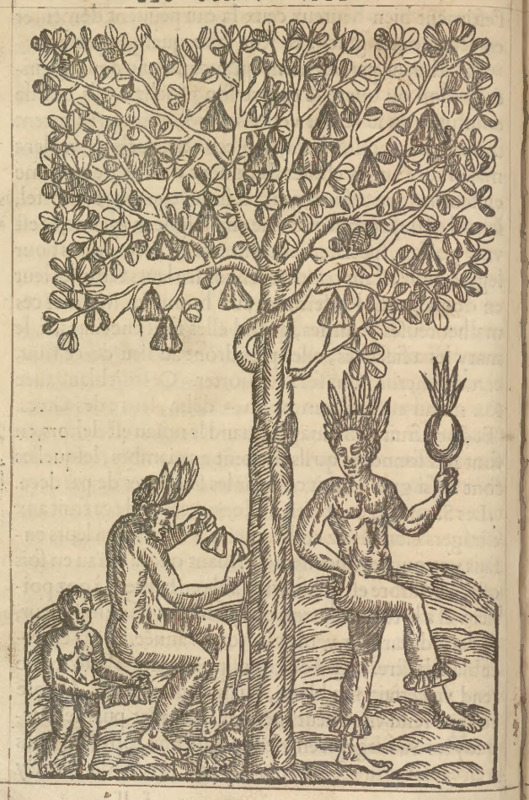 [Indigenous Brazilians harvest fruit or nuts for leg rattles]