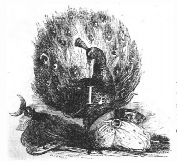 [A peacock representing the immortals of Luggnagg]