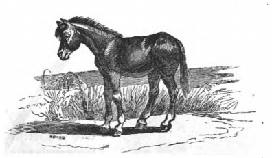 [a young Houyhnhnms]