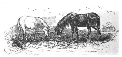 [two horses grazing]