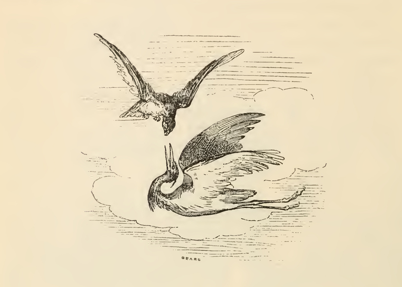 [A Hawk Upon a Heron]
