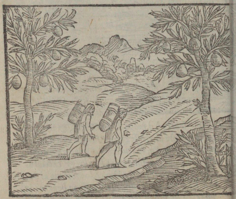 Alberi che producono le zucche, del che gl’Indiani generalmente se ne seruano de’vasi.