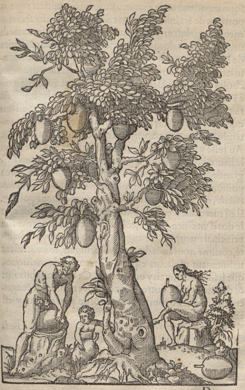 [Indigenous Brazilian man, woman, and child under a tree]