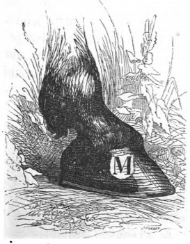 [a hoof of Gulliver’s Houyhnhnm master]