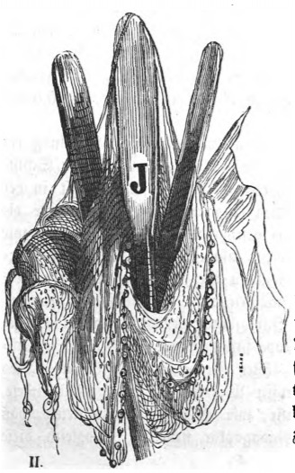 II. 37