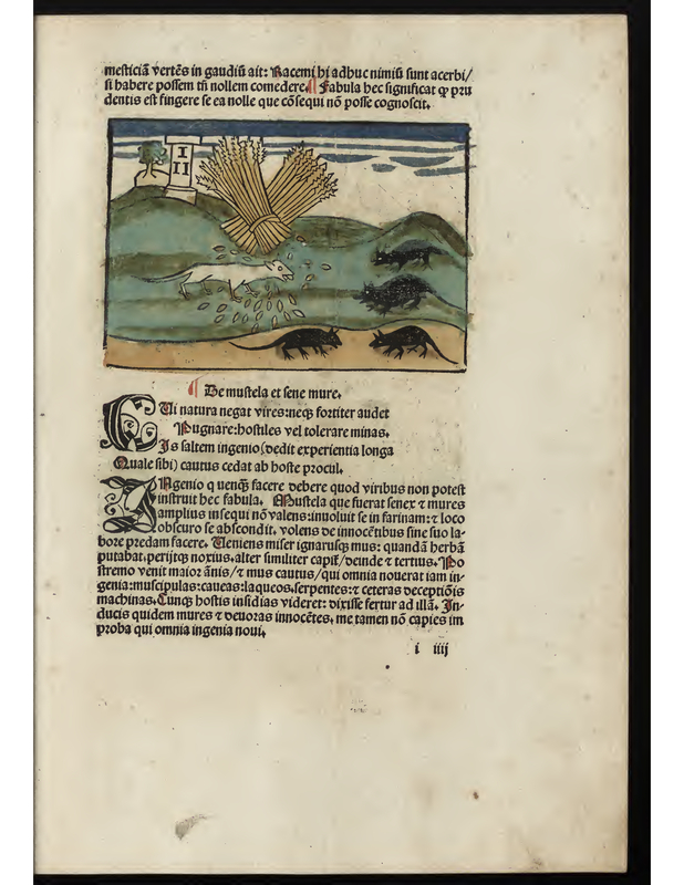 Le mustela et lene mure
