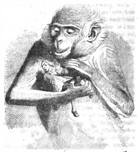 [Gulliver is caught by the kitchen monkey on Brobdingnag]