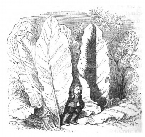 [Gulliver sits on giant leaves on Brobdingnag]