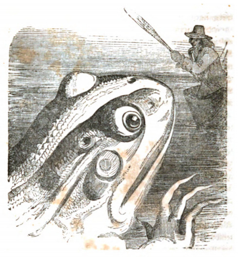 [A frog examines Gulliver while he sails in the court of Brobdingnag]