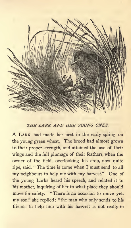 The Lark and her Young ones