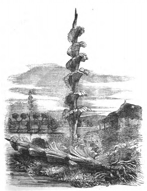 [a plant from the Country of the Houyhnhnms]