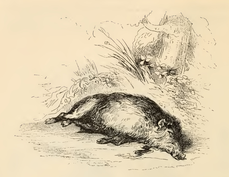 [The Hunted Boar Lies Upon the Ground]