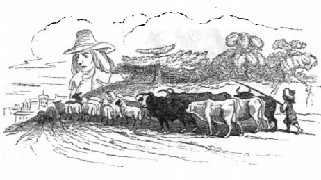 [Herd of cattle on Lilliput]