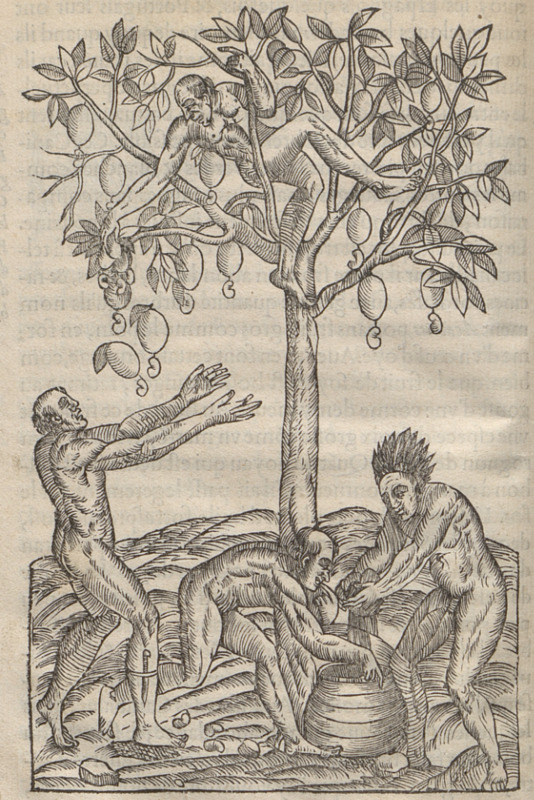 [Indigenous Brazilian men pick fruit from a tree]