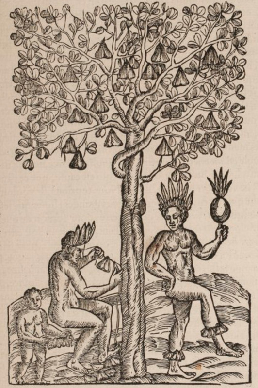 Arbre de l’Ahouaï.