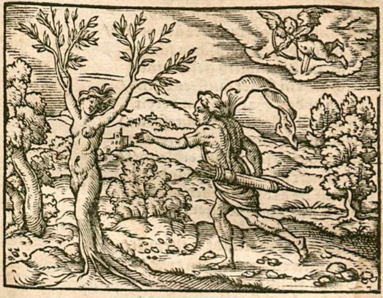 Daphne in Lorberbaum