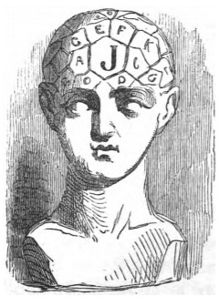 [phrenology bust]