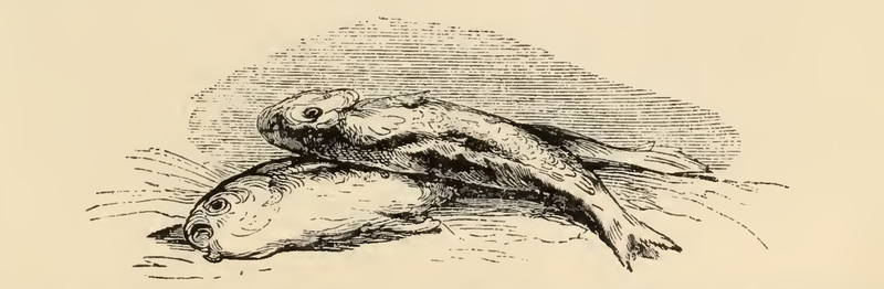 [Piled Fish]