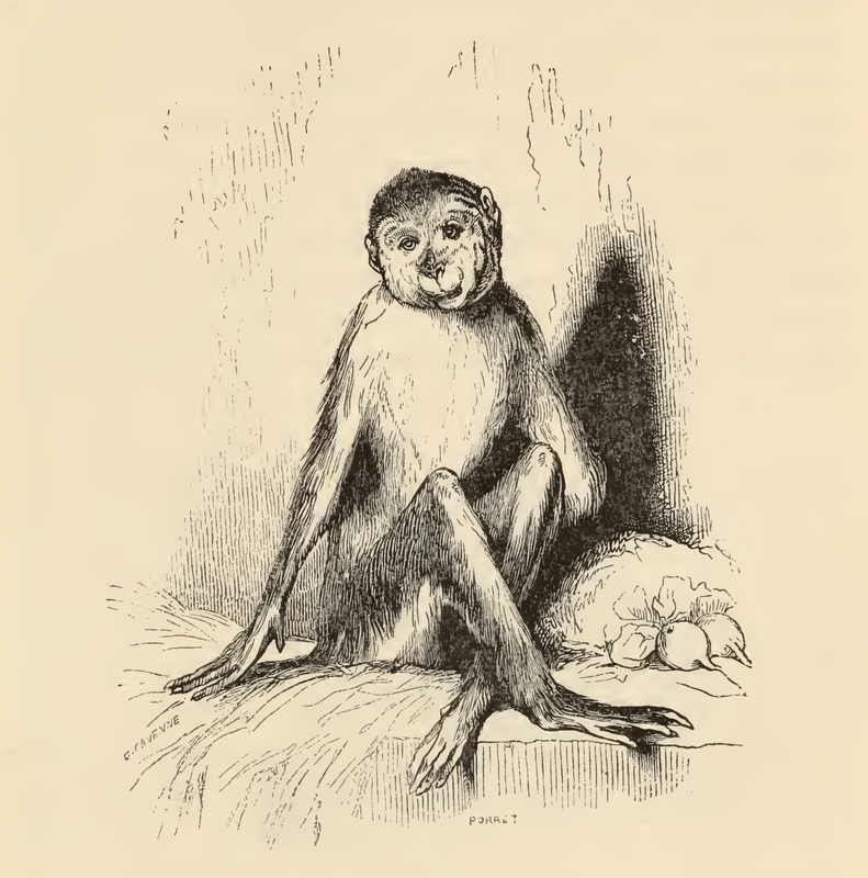 [Master Peter's Monkey]
