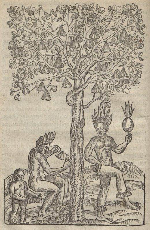 [Indigenous Brazilians harvest fruit or nuts for leg rattles]