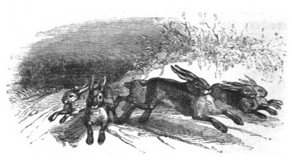 [Rabbits running]
