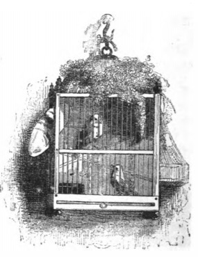 [Caged canaries]
