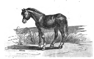 [a young Houyhnhnm]