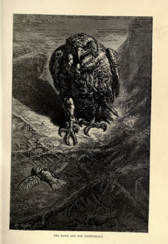 The Hawk and the Nightingale