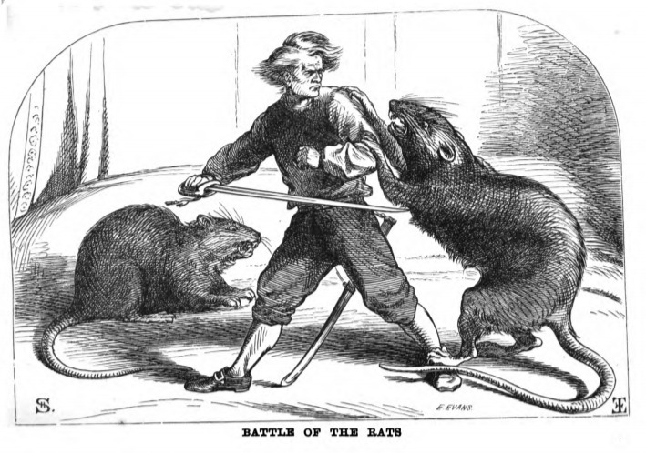 Battle of the Rats