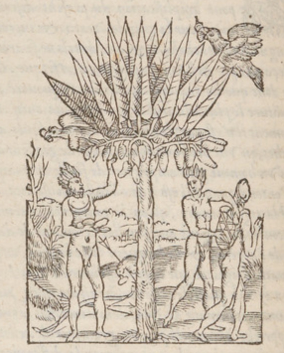 [Indigenous Brazilians pick bananas from a tree]