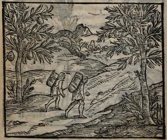 Alberi che producono le zucche, del che gl’Indiani generalmente se ne seruano de’uasi.