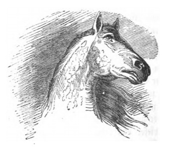 [a Houyhnhnm’s head]